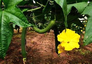 丝瓜爆料最新  第1张