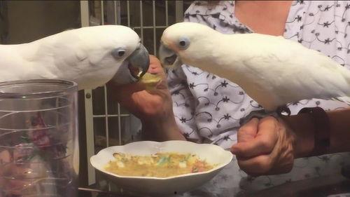 鹦鹉爆料主人出轨了吗视频,主人出轨事件大揭秘 第3张 鹦鹉爆料主人出轨了吗视频,主人出轨事件大揭秘 第3张