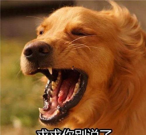 最新台湾狗崽爆料视频 第2张 最新台湾狗崽爆料视频 第2张